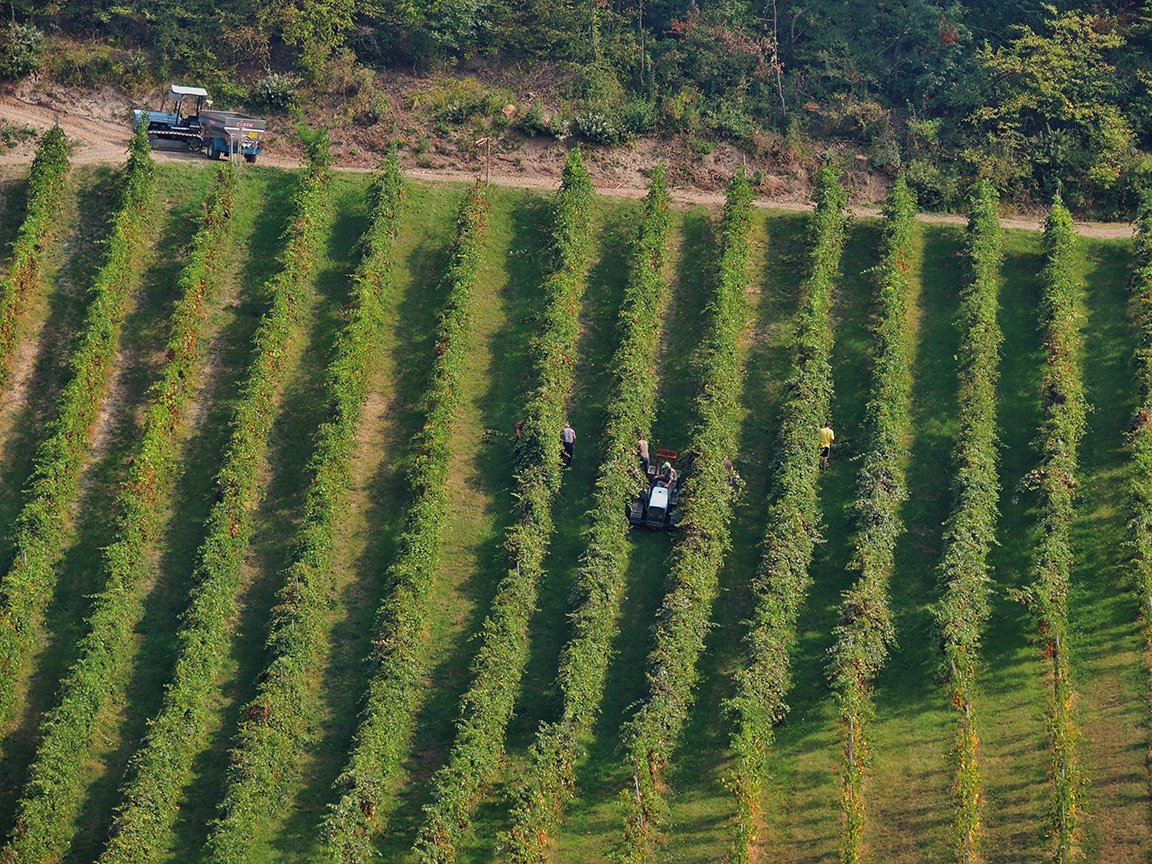 Tenuta il Poggiolo e Cantina il Poggio